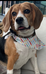 office dog charlie